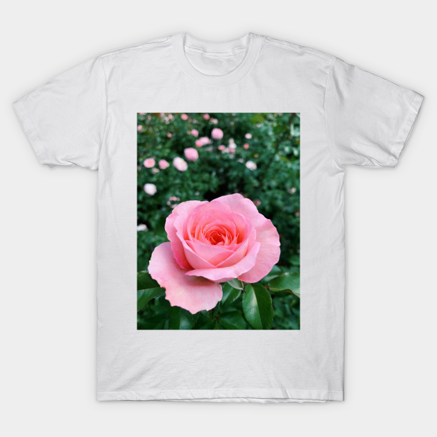 Discover Beautiful Pink Rose - Pink Rose - T-Shirt