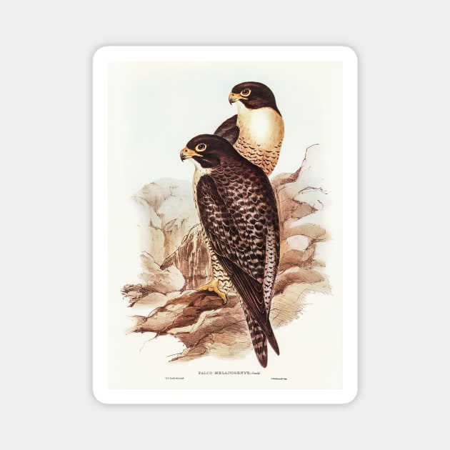 Black-cheeked Falcon Magnet by WAITE-SMITH VINTAGE ART