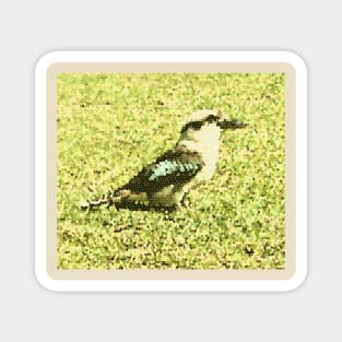 Kookaburra Australia Magnet