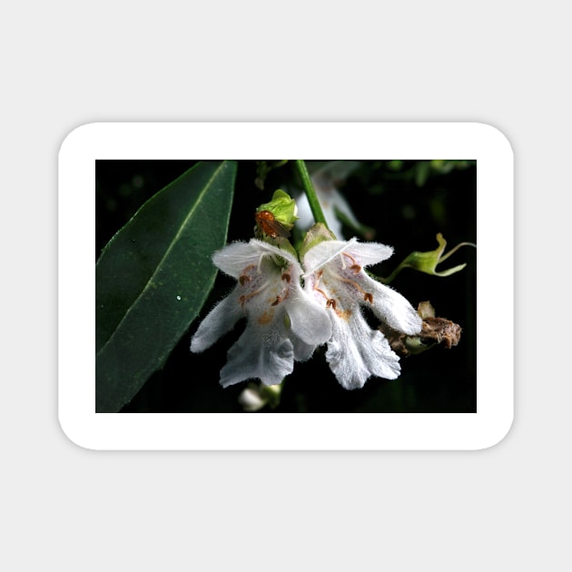 Christmas Bush With Visitor Magnet by GP1746