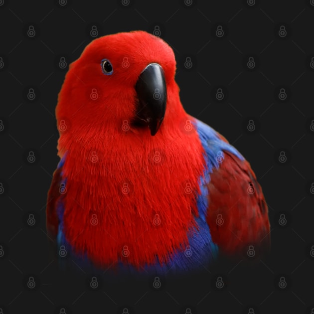 Beautiful Lady in Red Eclectus Parrot by walkswithnature