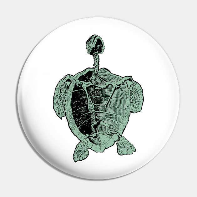 Sea Turtle | Ocean Sea Animal Reptile Nature Science Pin by encycloart