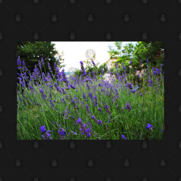 A field of fragrant lavender by KristinaDrozd