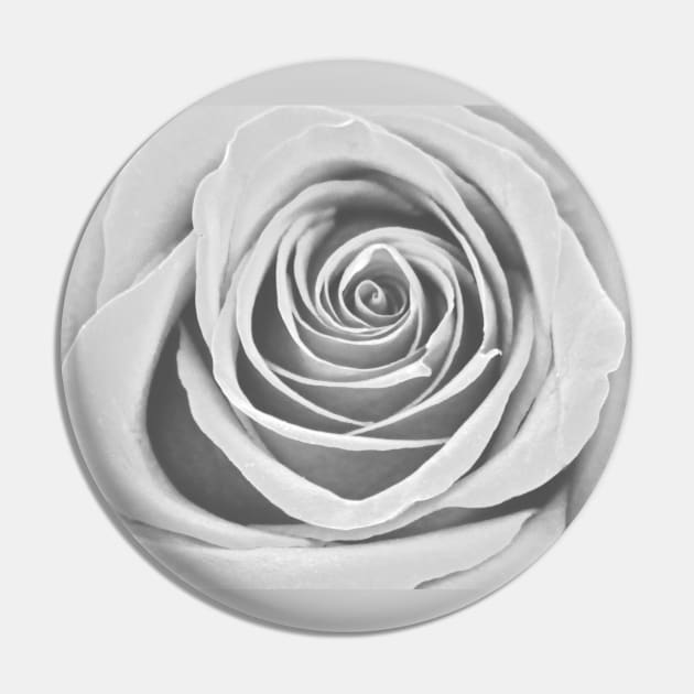 White Rose Flower Detail Macro Pin by oknoki