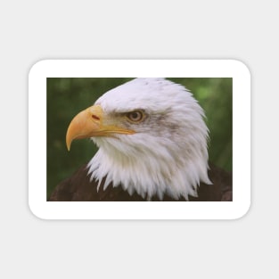 Bald Eagle (Soft) Magnet