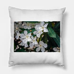 White Nerium oleander flowers Pillow