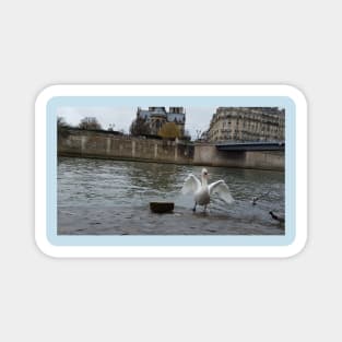 Paris Swans in the River Seine Magnet