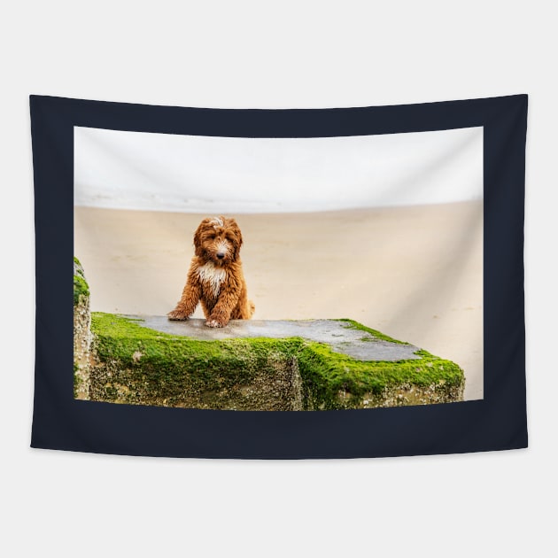 Red Cockapoo Puppy On The Beach Tapestry by tommysphotos