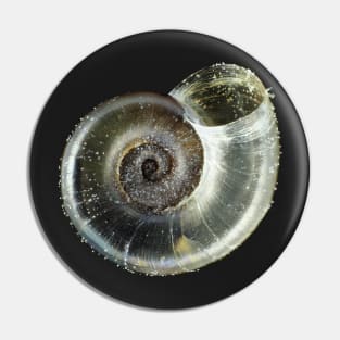 Tiny fungivore snail shell under the microscope Pin