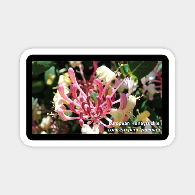 European Honeysuckle Lonicera periclymenum Magnet by Battlefoxx Living Earth