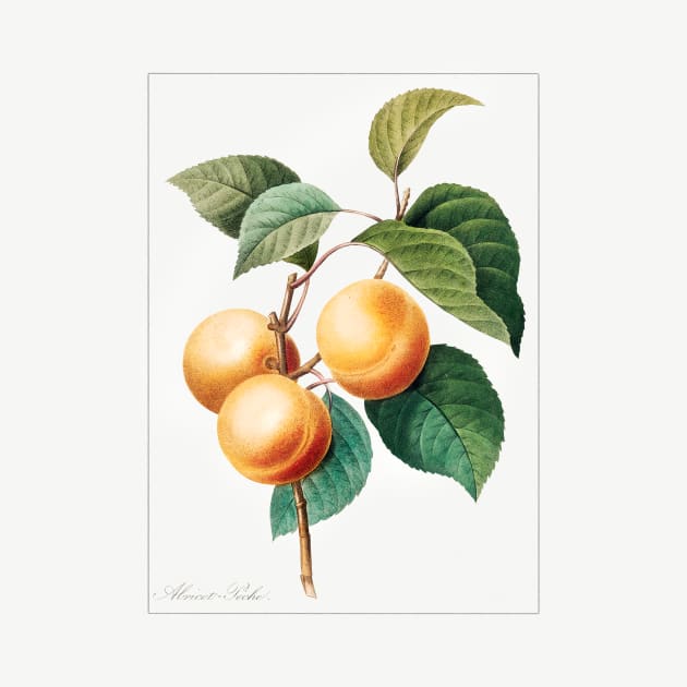 Peaches by WAITE-SMITH VINTAGE ART