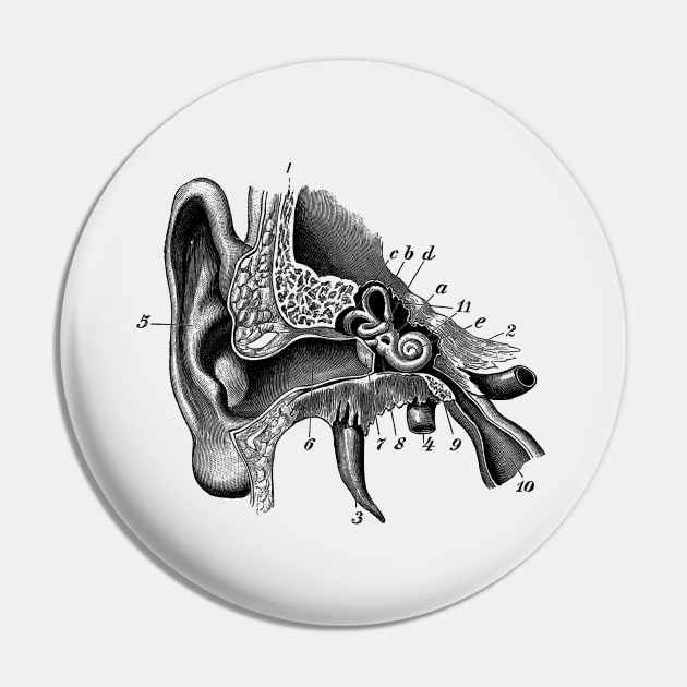 Inner Ear Anatomy Diagram Pin by Vintage Anatomy Prints