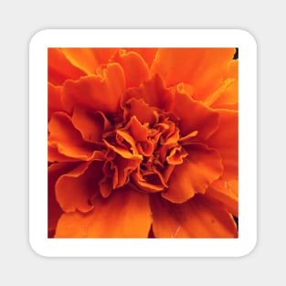 African Marigold Magnet