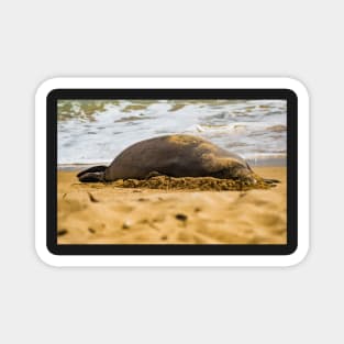 Monk seal 1 Magnet