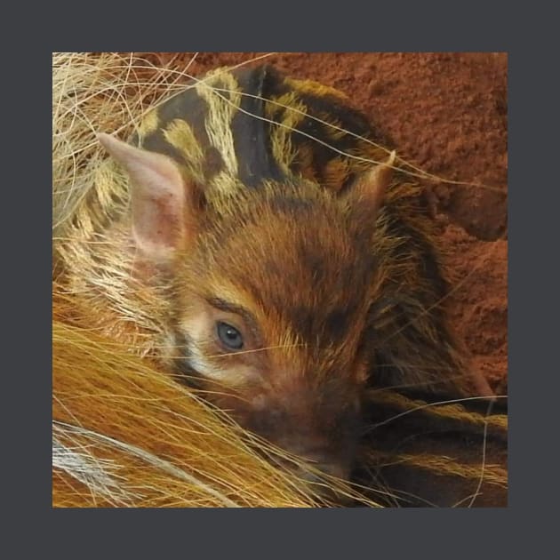 Red River Hog Piglet by Sharonzoolady