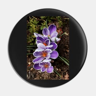 crocuses lined up Pin