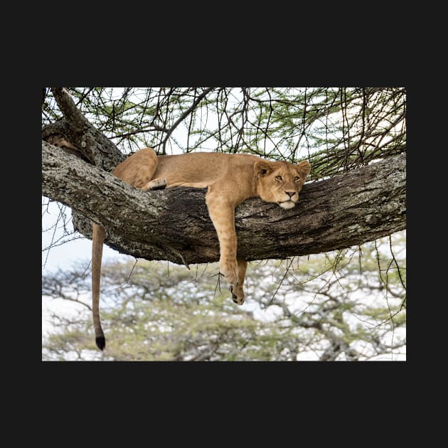 Lion Around: African Lion Up A Tree by AndrewGoodall