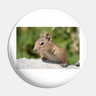 Young cascade golden-mantled ground squirrel Pin