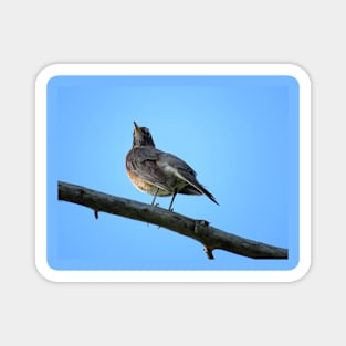 American Robin-2 Magnet