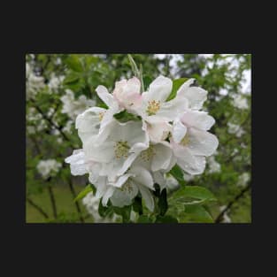 Wet White Tree Flowers 2 T-Shirt