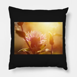 Winter meadow at sunrise Pillow