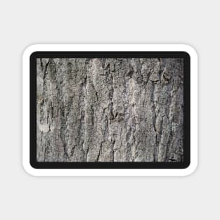 Tree bark texture, nature Magnet