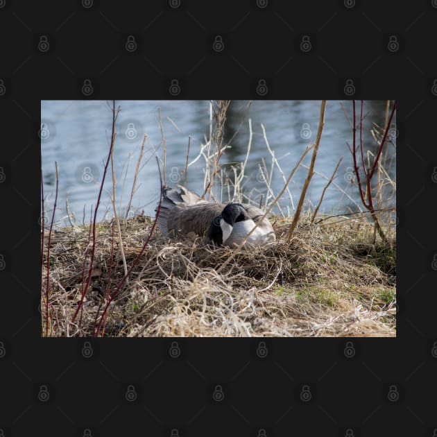 Canada Geese Nesting. by CanadianWild418