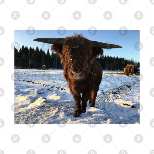 Scottish Highland Cattle Bull 2256 by SaarelaHighland