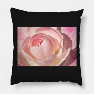 Pink Rose Greeting Card Pillow