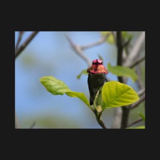 Male Anna's hummingbird T-Shirt