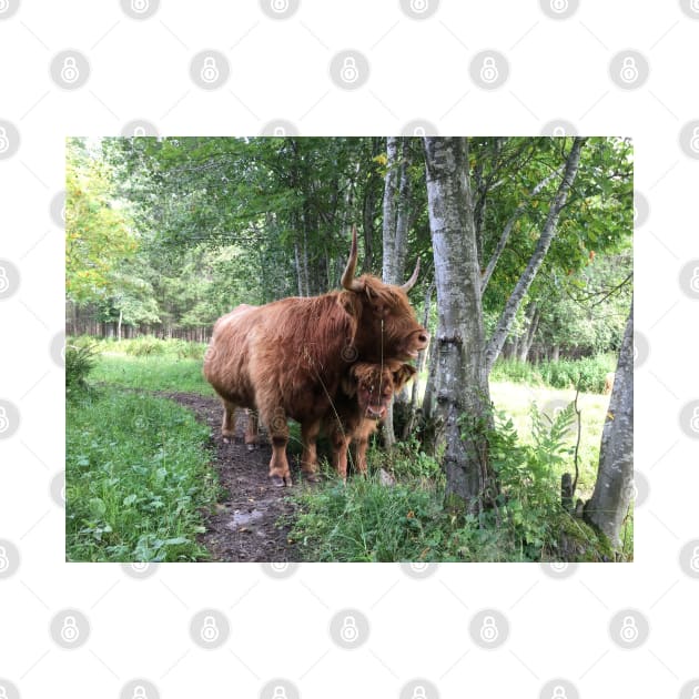 Scottish Highland Cattle Cow and Calf 1504 by SaarelaHighland