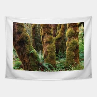 Mossy Big Leaf Maples Hoh Rainforest Olympic National Park Tapestry