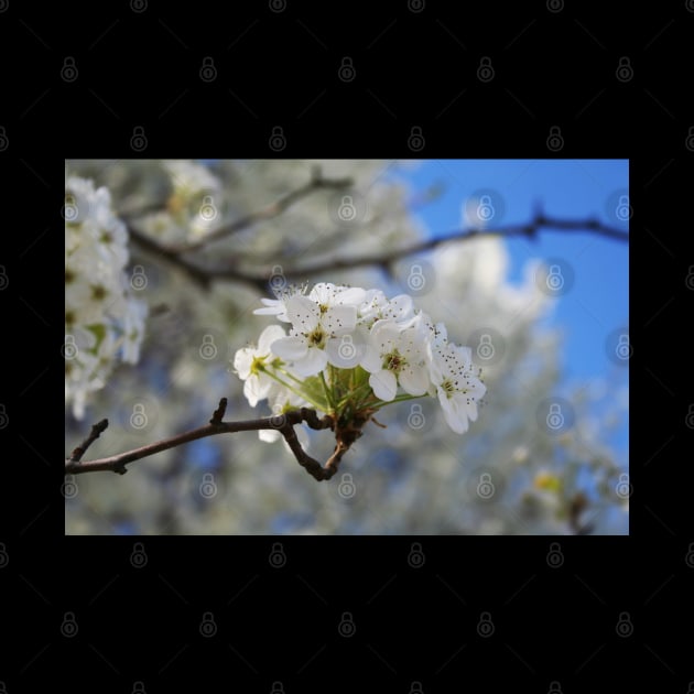 Flowering Tree in Spring by shanestillz