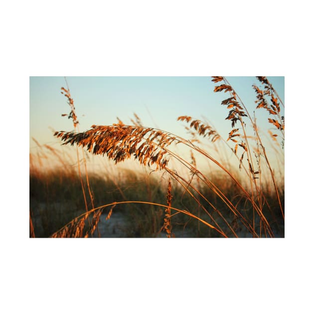 Sunlight On Sea Oats by Cynthia48