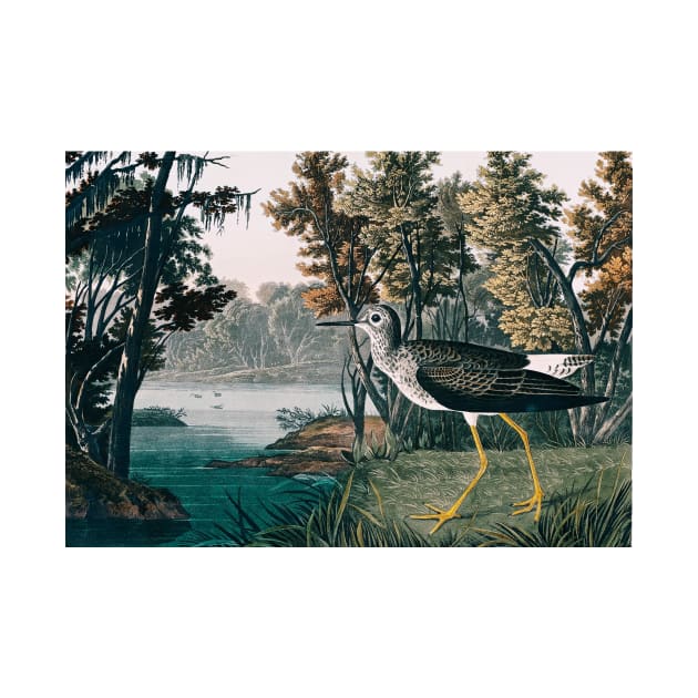 Bird of America  Bird, bird lover, america, beautiful  Public domain painting by John James Audubon by RosMir