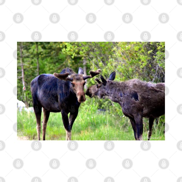 Young Moose Brothers Photograph by Leslie Pino Durant