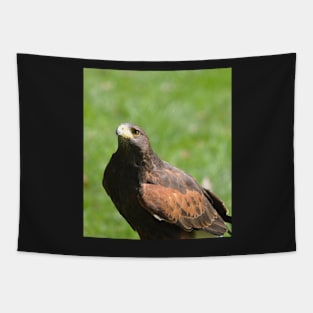 Harris hawk Tapestry