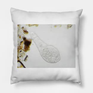 Bdelloid rotifer under the microscope Pillow