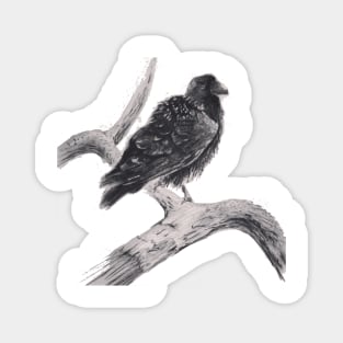 A Curious Raven Magnet