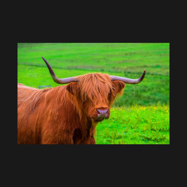 Highland Cow closeup by RosNapier