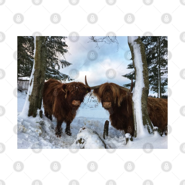 Scottish Highland Cattle Cow and Calf 1619 by SaarelaHighland