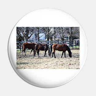 Grazing in the Sun Pin