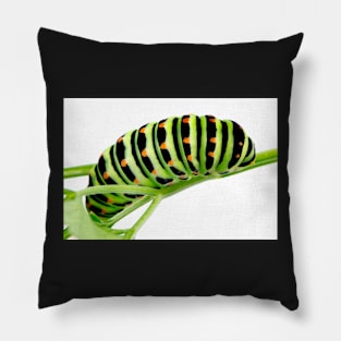 Swallowtail caterpillar Pillow