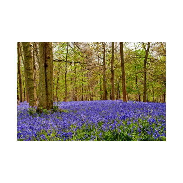 Bluebell Woods Greys Court Oxfordshire UK by AndyEvansPhotos