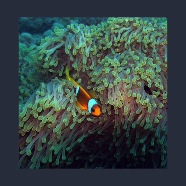 Clownfish in the Sea Anemone by likbatonboot