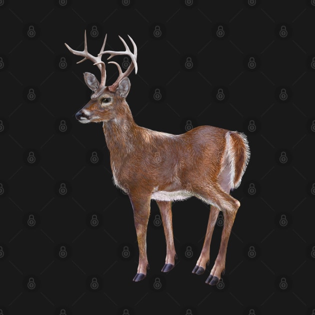 Whitetail Deer Buck by Dual Rogue