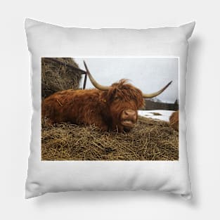 Scottish Highland Cattle Cow 1946 Pillow