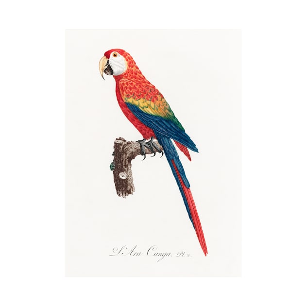 Ara Canga from Natural History of Parrots (1801—1805) by Francois Levaillant. by Elala