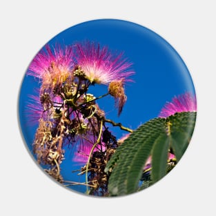 French flowering Mimosa Pin