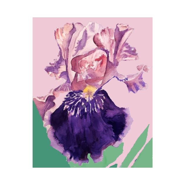 Iris Watercolor Painting - Glorious Purple on Baby Pink by SarahRajkotwala